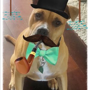 Meet your Posher, Jane